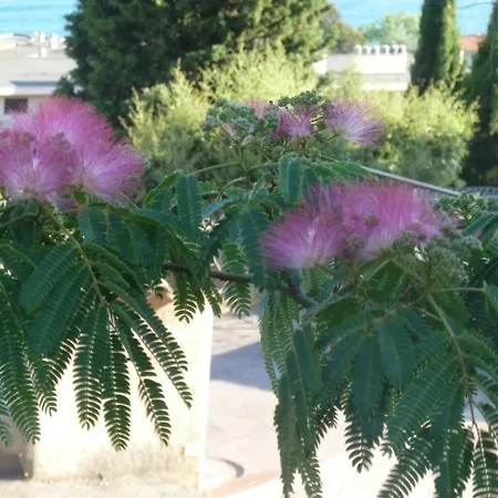 Palmeraie